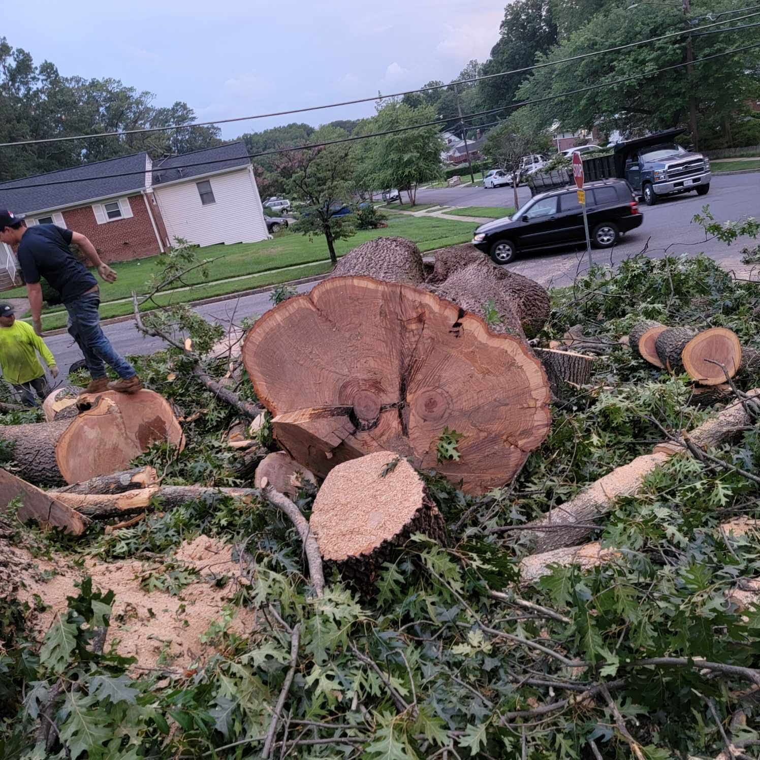 Luna Tree & Landscape Service Image